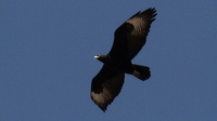 Nutzerbild von Swara