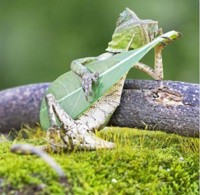 Nutzerbild von Lizard