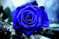 Nutzerbild von Bluerose2