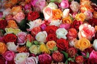 Nutzerbild von Rose