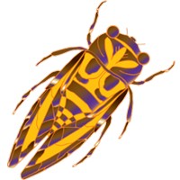 Nutzerbild von Cicada